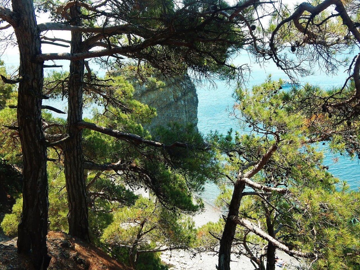 Сосна Пицундская Pinus pityusa