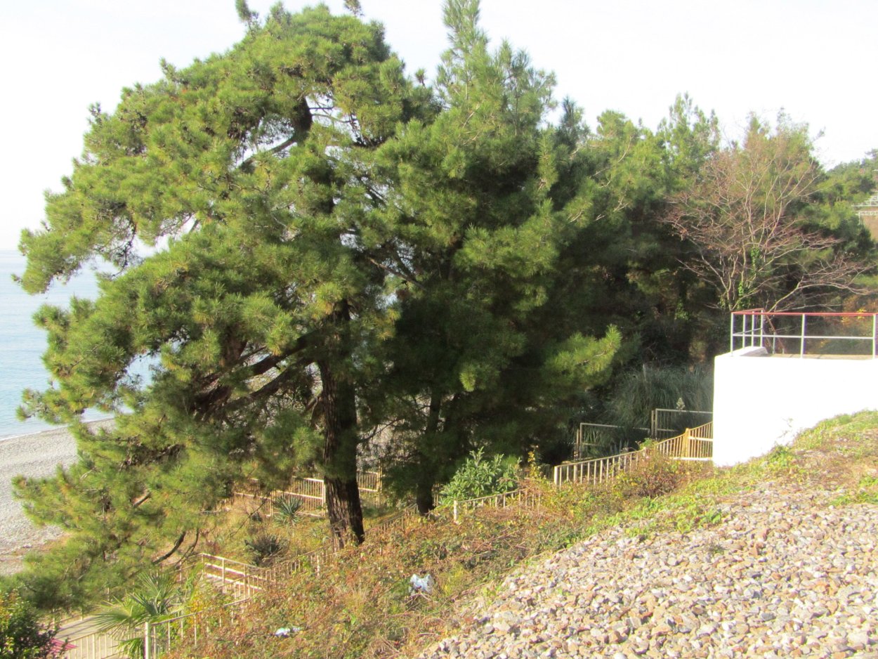 Растительность Сочи Пицундская сосна