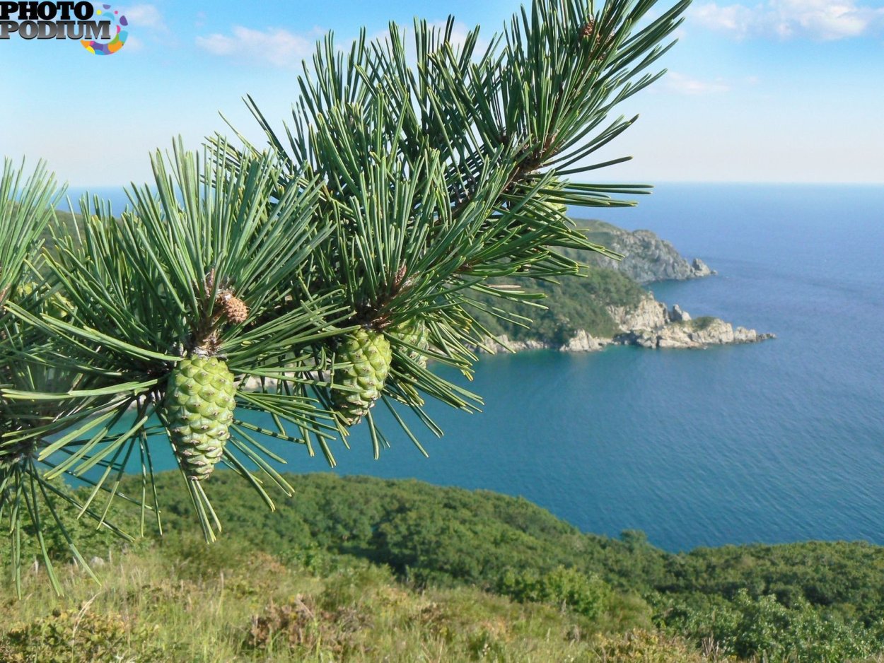 Джанхотский Бор сосны пицундской