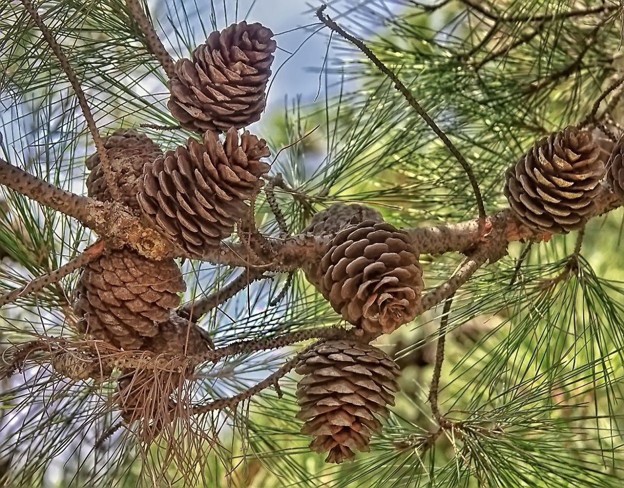 Пицундская сосна в Геленджике