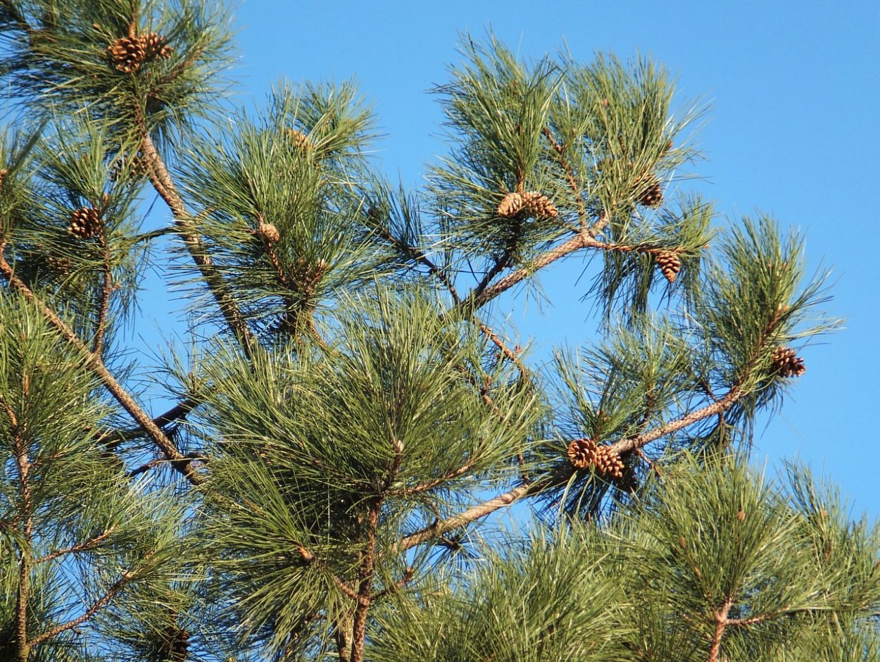 Бор пицундской сосны в Геленджике