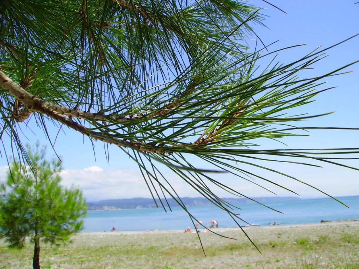 Бор реликтовой пицундской сосны Геленджик