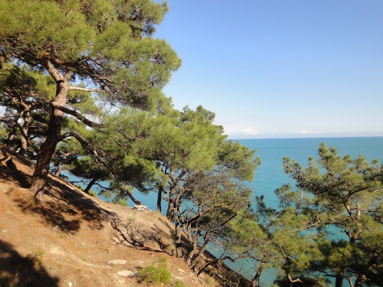 Pinus Montana шишки