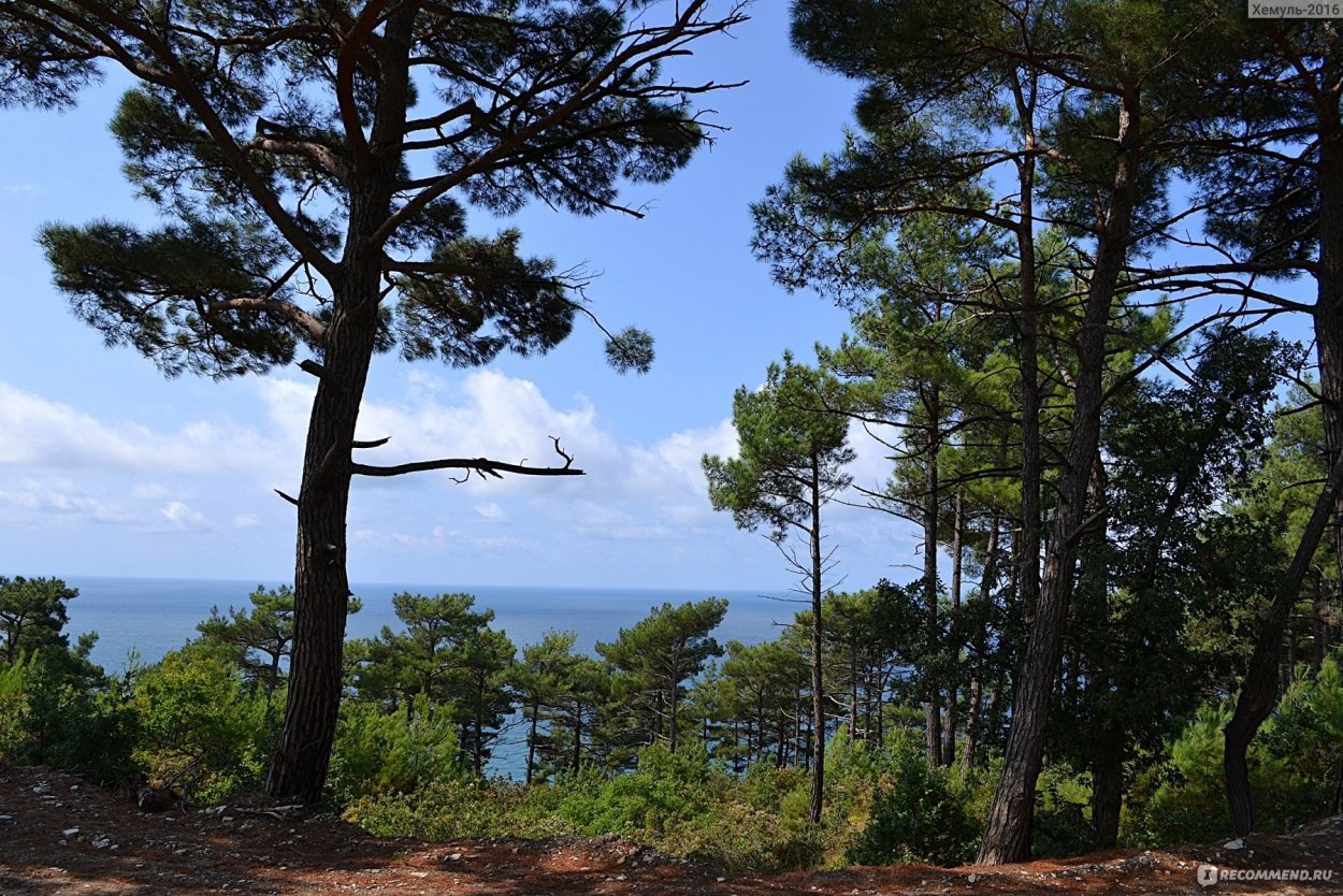 Сосна Пицундская хвоя