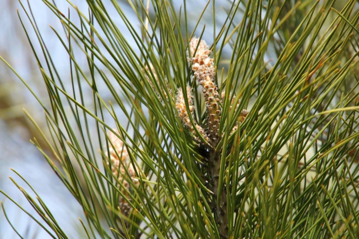 Роща сосны пицундской Джанхот