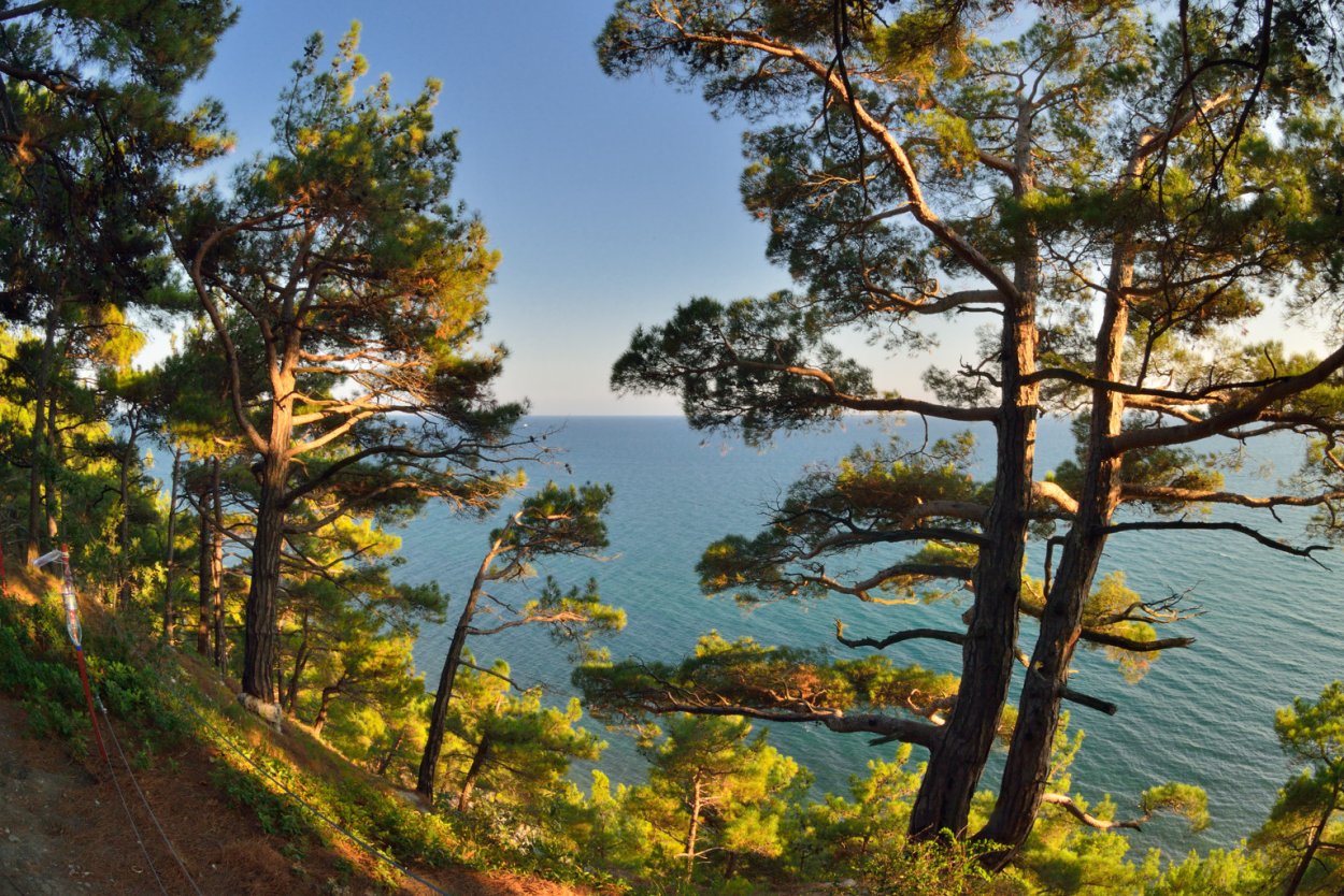 Пицундская сосна иголки