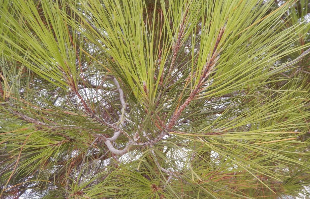 Pinus pityusa