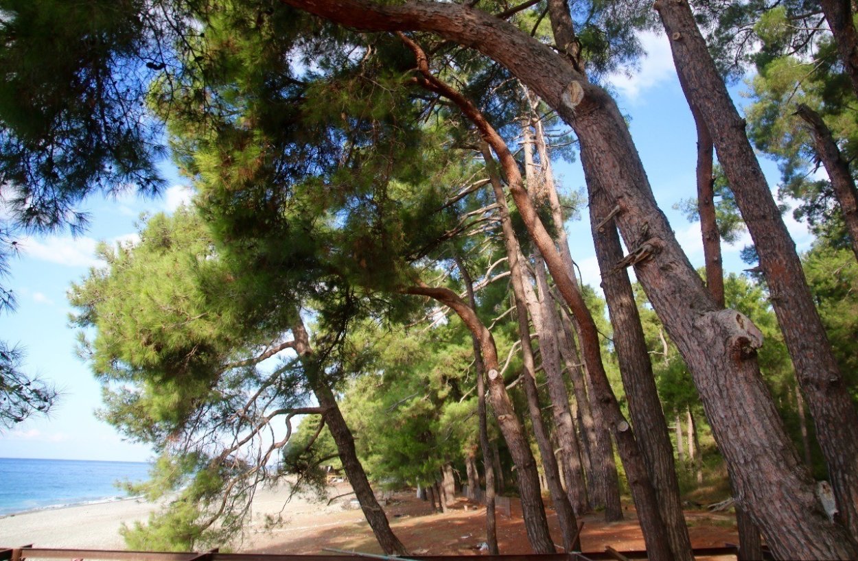 Роща сосны пицундской Джанхот