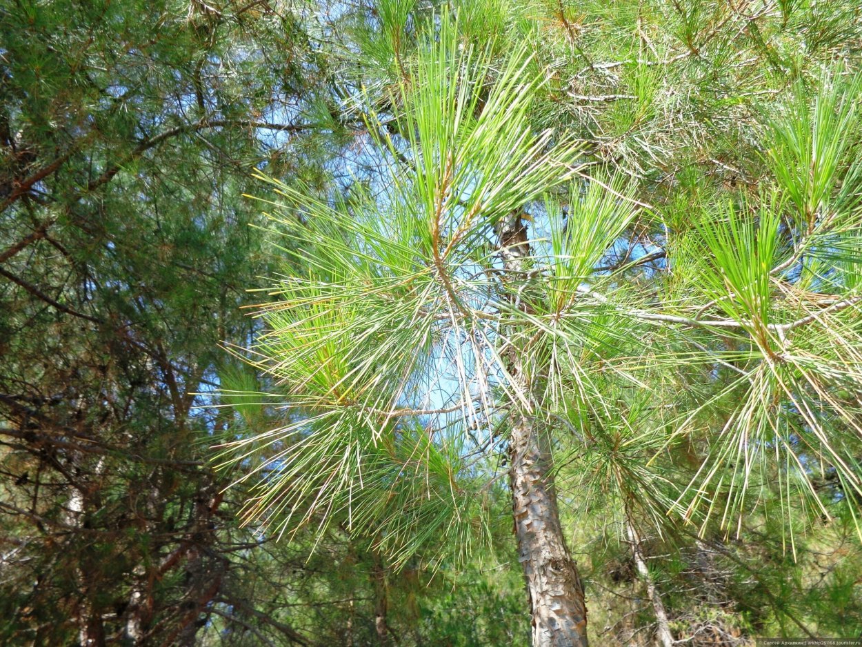 Пицундская сосна мыс Айя