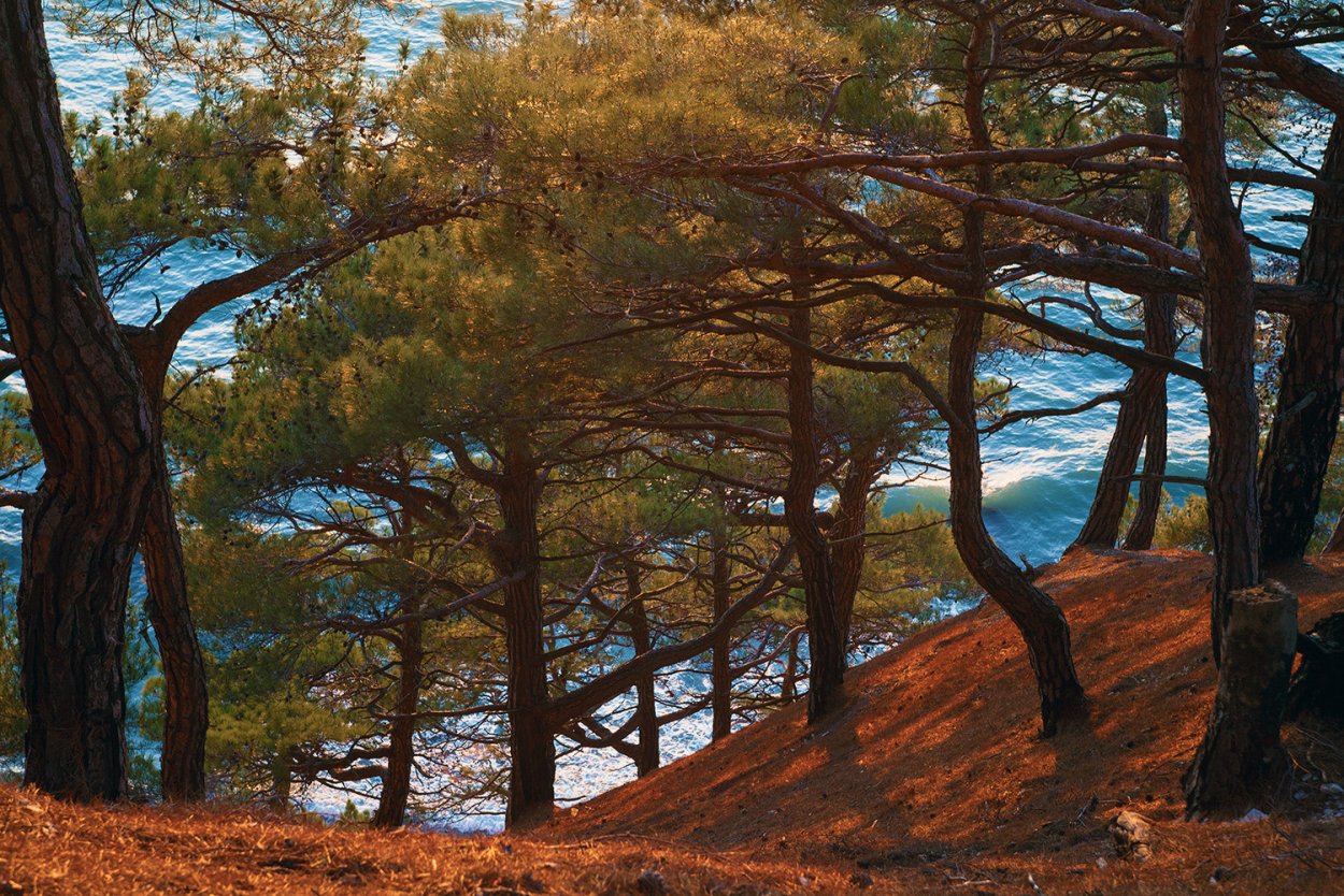 Бор пицундской сосны в Геленджике