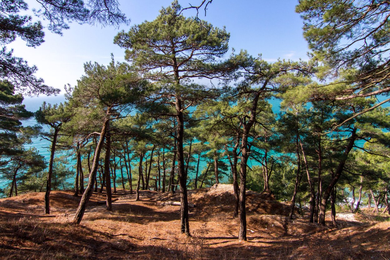 Джанхотский Бор пицундской сосны в Геленджике