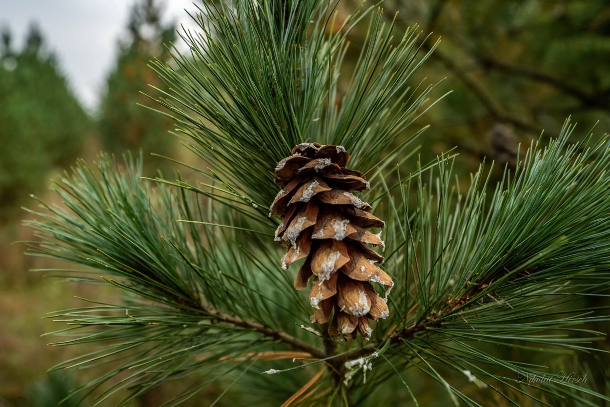 Пицундская сосна в Геленджике на набережной