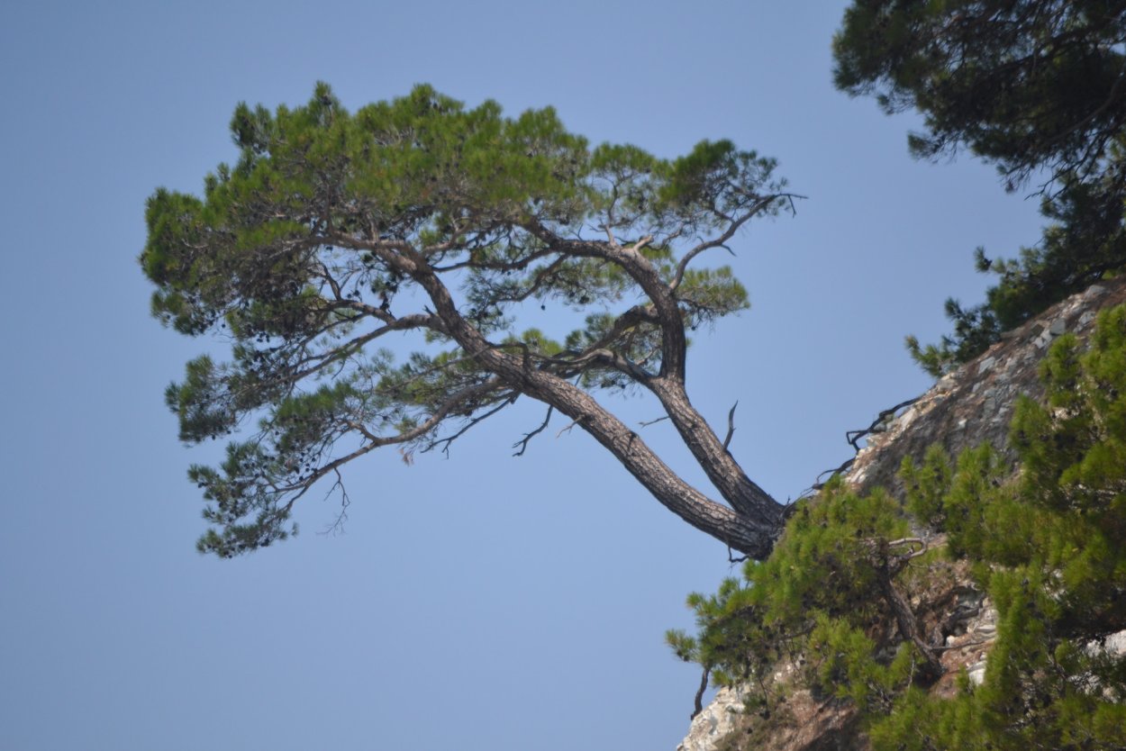 Сосна Крымская (Палласа) Pinus pallasiana