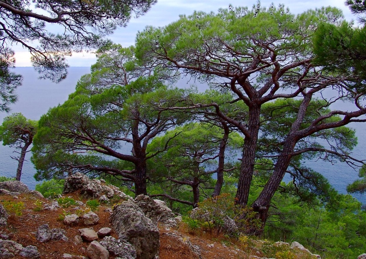 Сосновый Бор Пицунда Абхазия