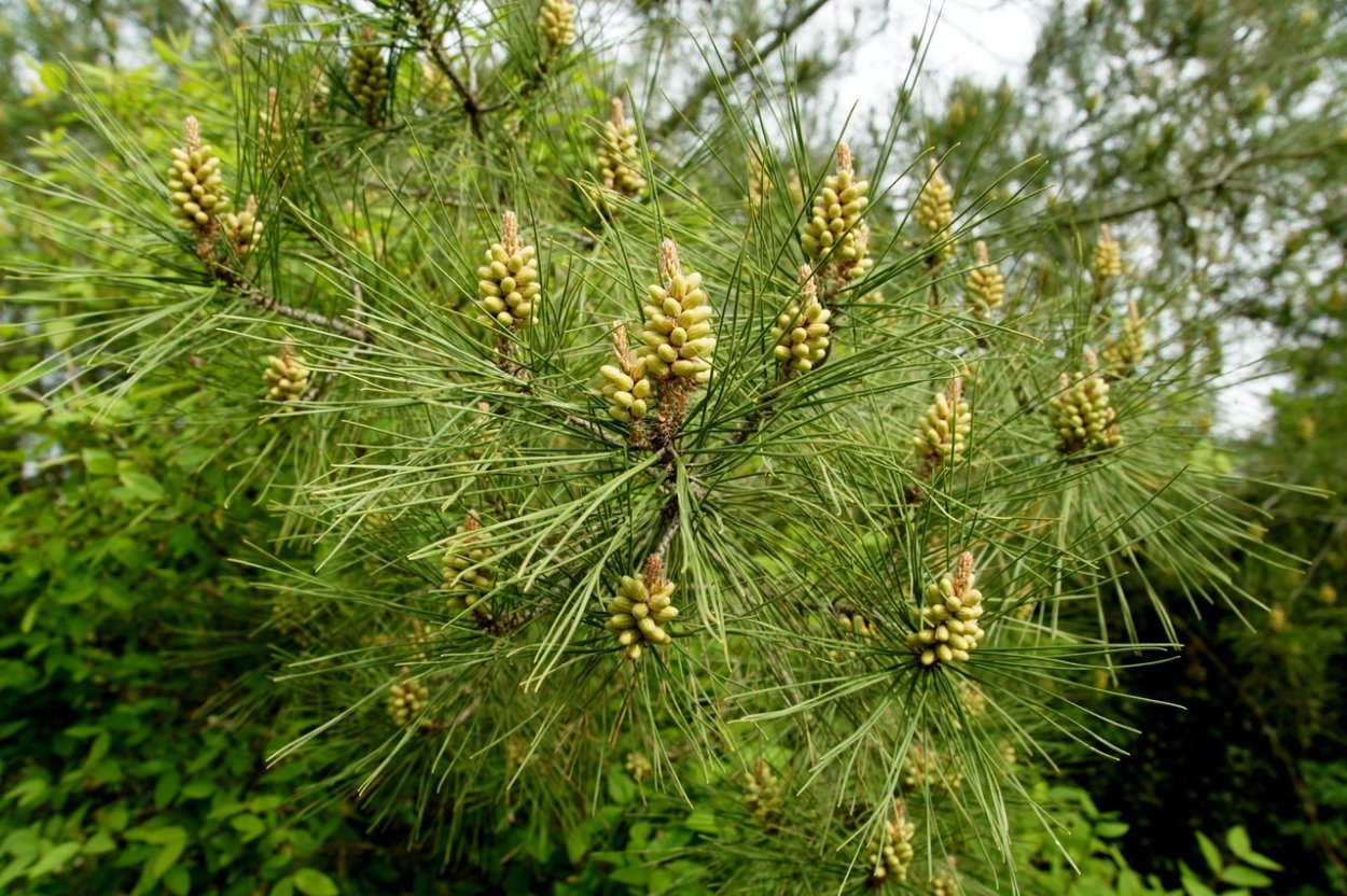 Пицундская сосна длиннохвойная