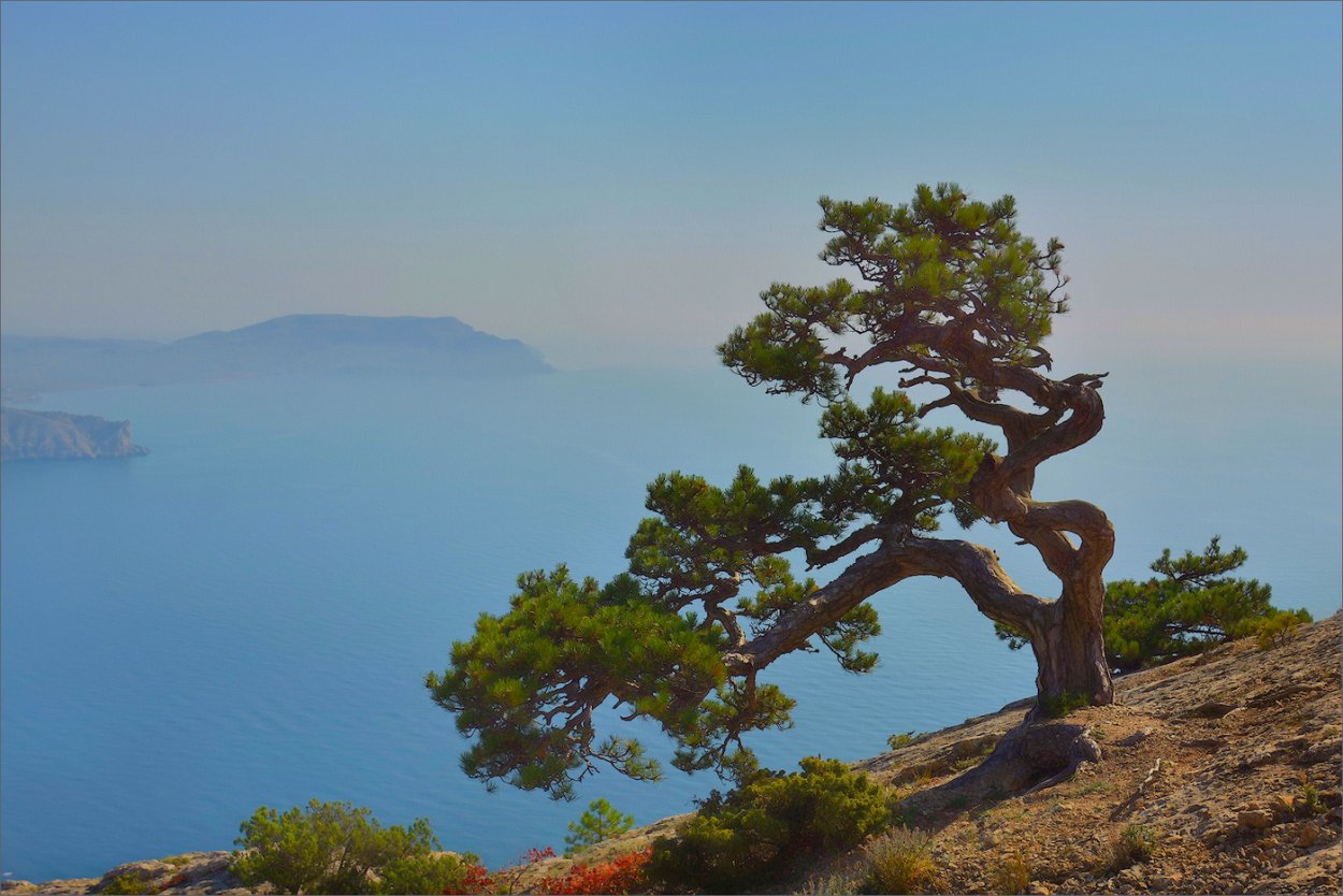 Пицундская сосна в Геленджике