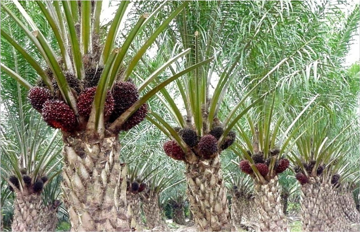 Африканская пальма. Масличная Пальма. Масличная Пальма в Африке. Elaeis guineensis. Масляничная Пальма Африки.