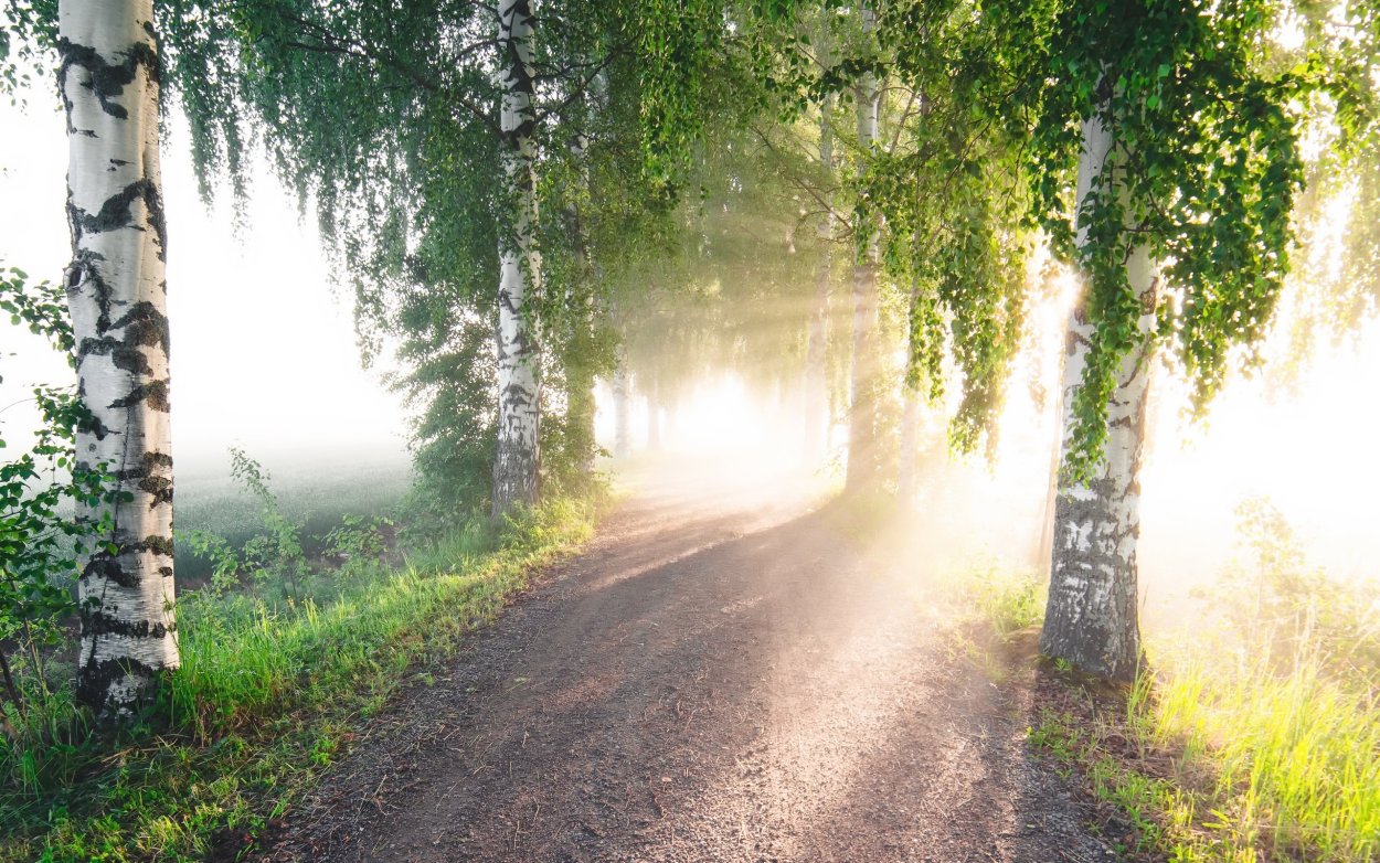 Березовый лес солнце