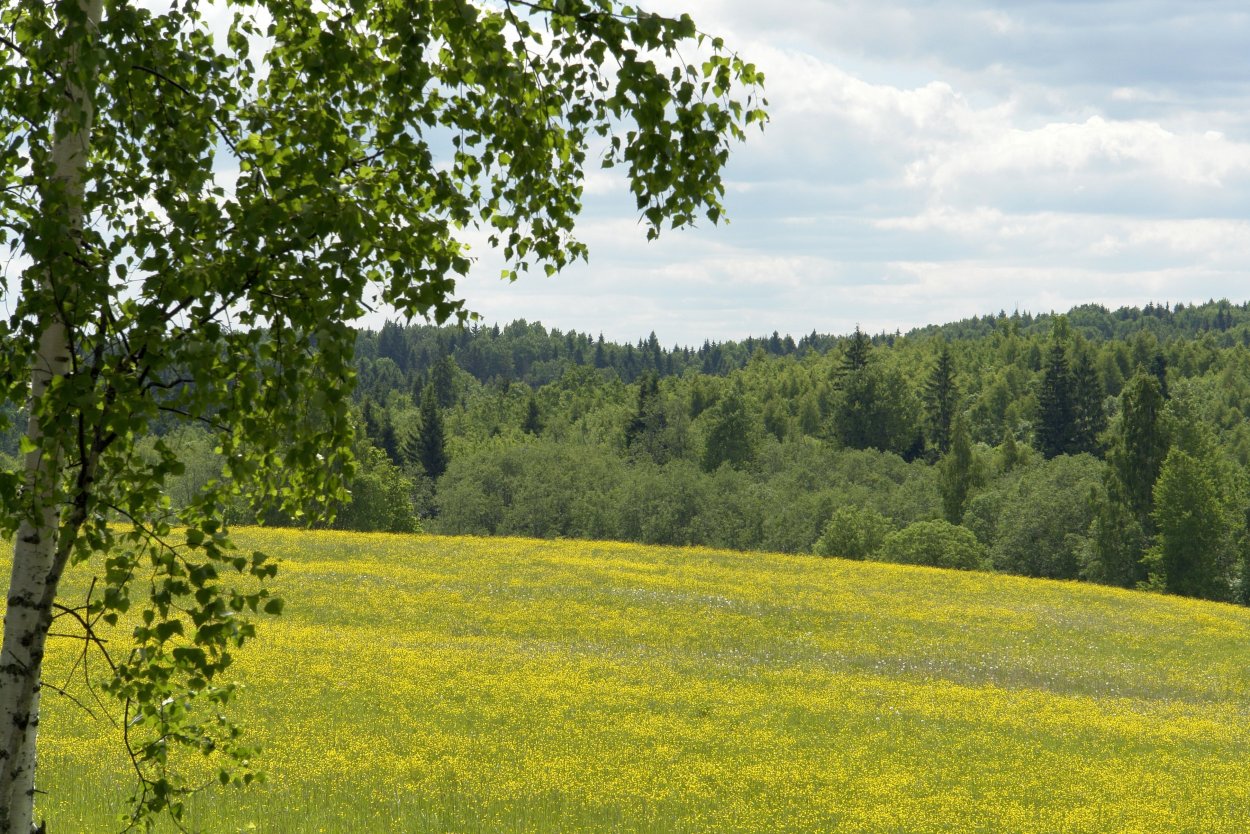 Природа поле лес березы