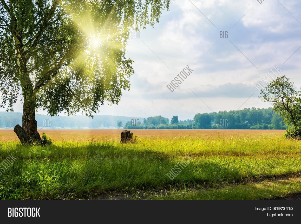 Картина березы солнце луг