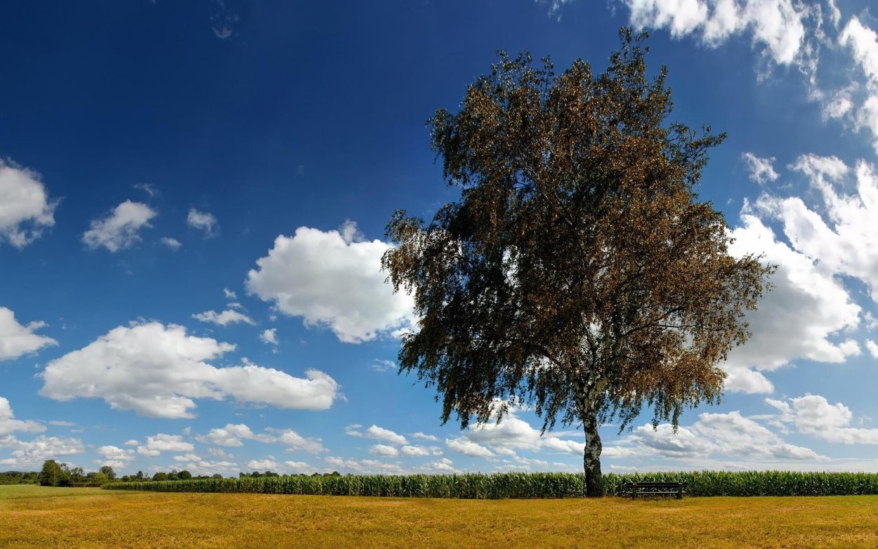 Береза на фоне неба