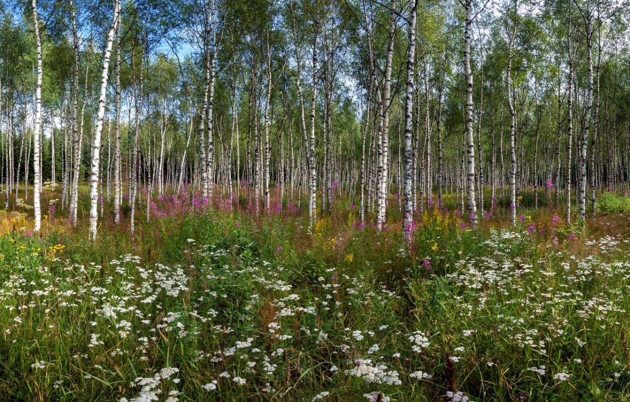 Цветы в березовой роще
