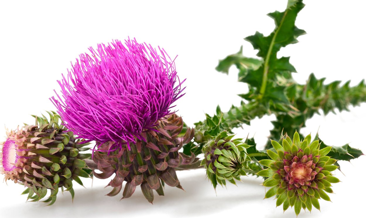 Расторопша пятнистая