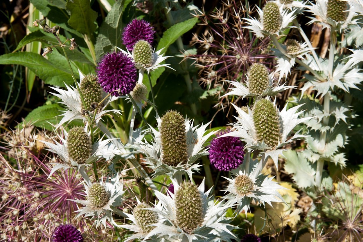 Чертополох садовый