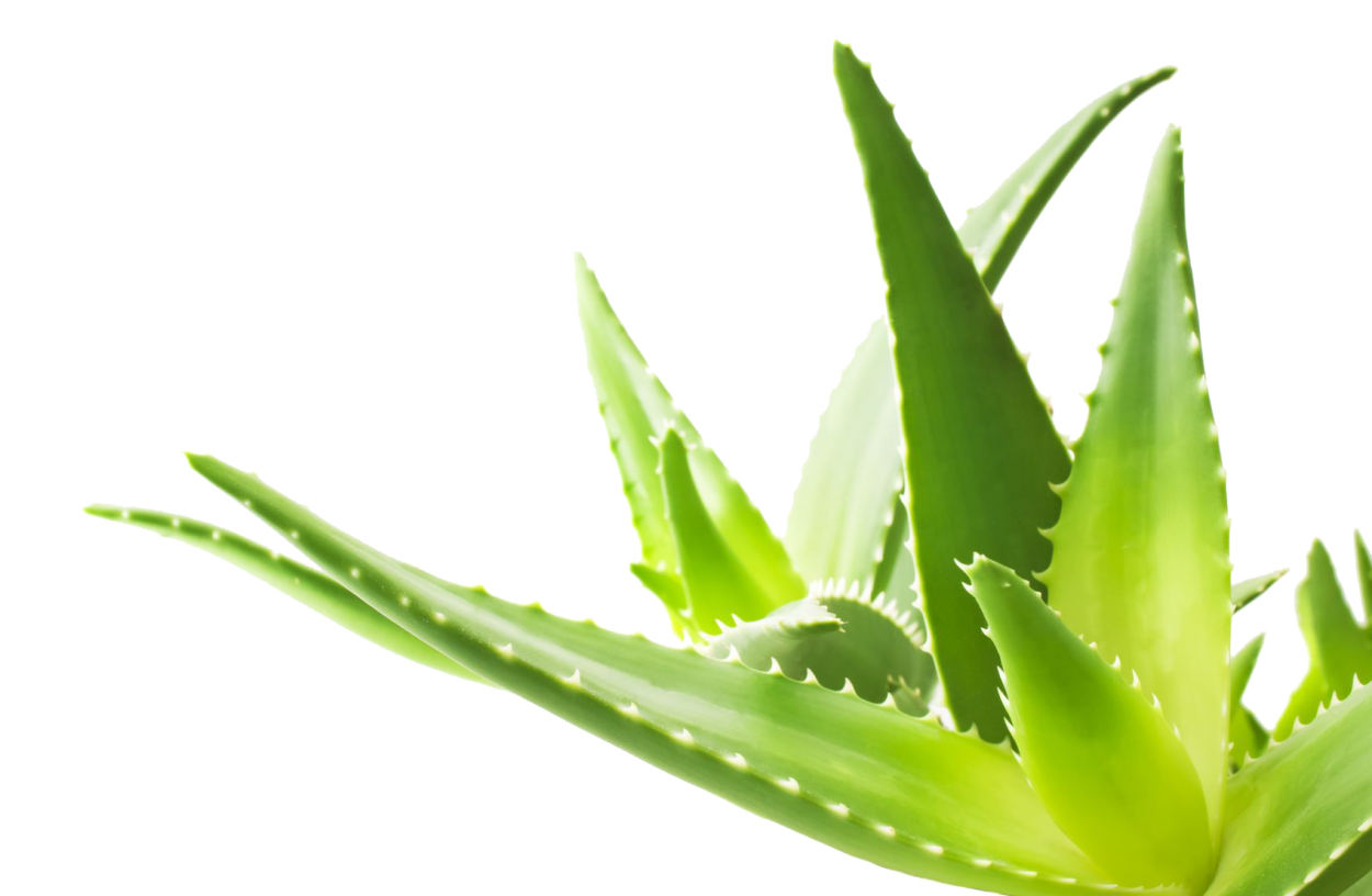 Aloe barbadensis Leaf