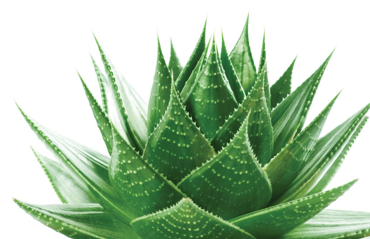 Aloe Vera