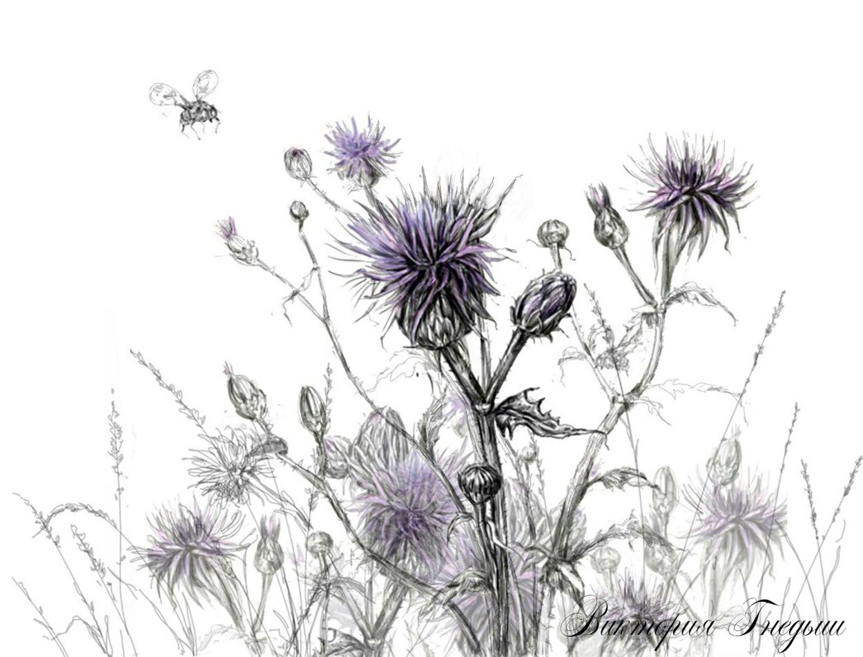 Дюрер с чертополохом