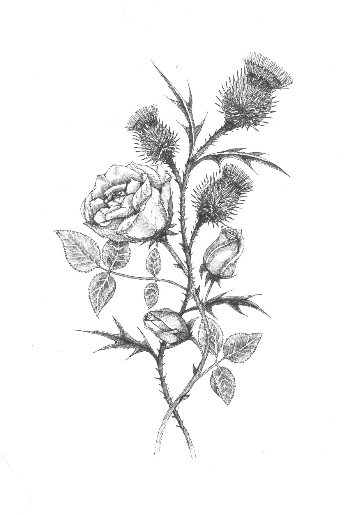 Чертополох випшейдинг