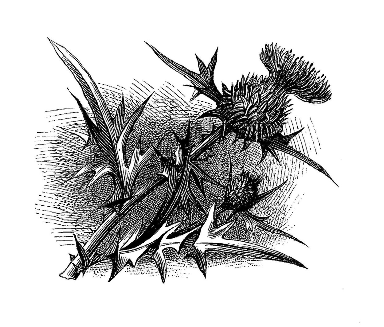 Чертополох ГИСАНЕ