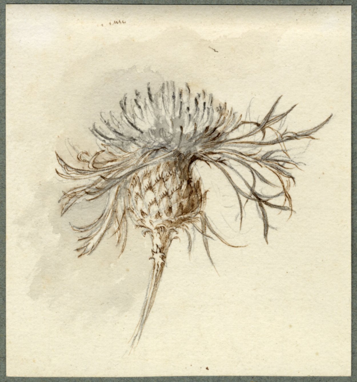 Викторианская Ботаническая иллюстрация чертополох