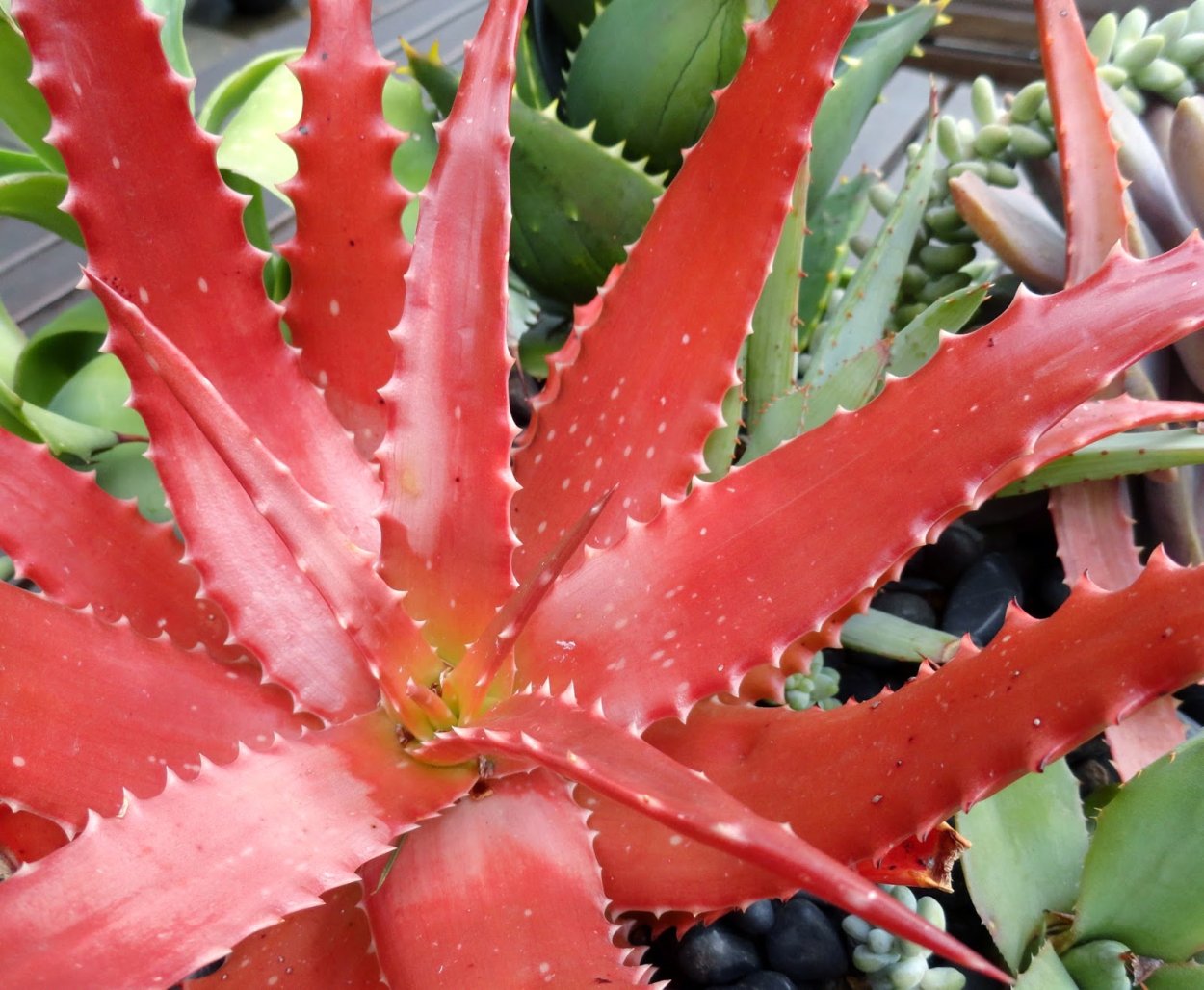 Aloe dorotheae