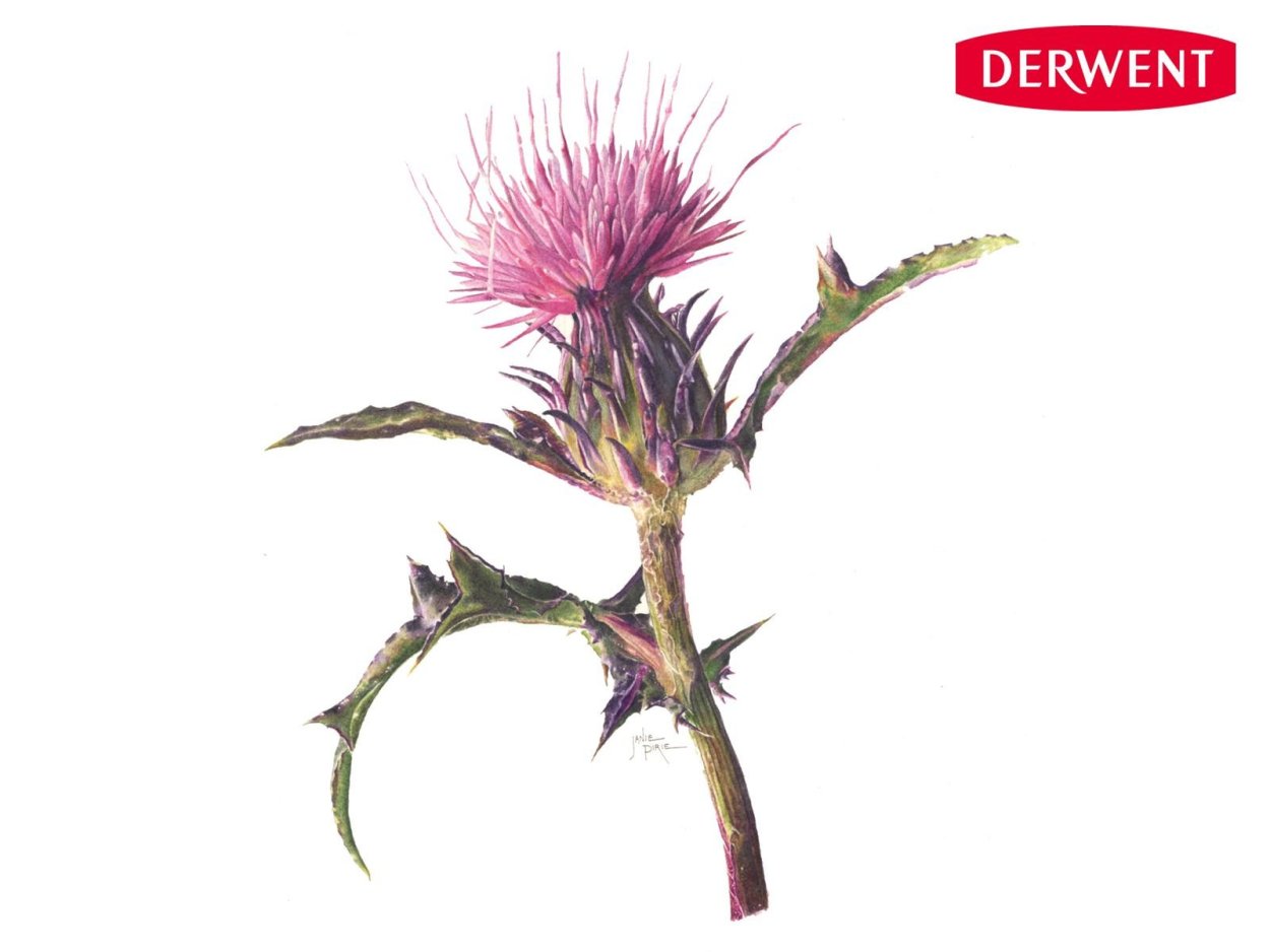 Чертополох ГИСАНЕ