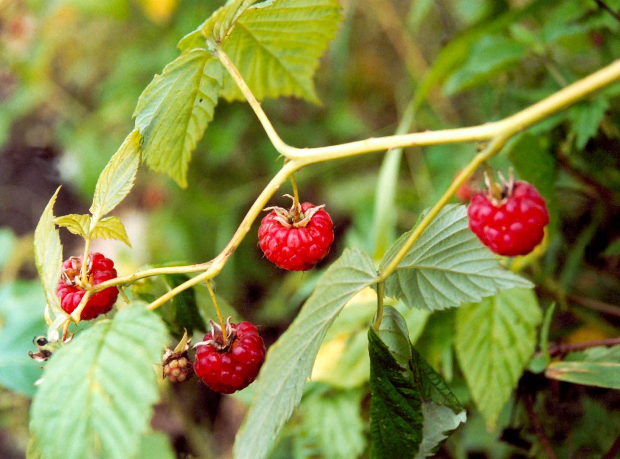 Малина обыкновенная полукустарник