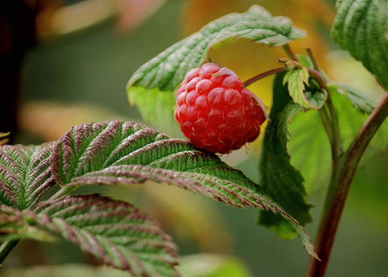 Малина ремонтантная листья