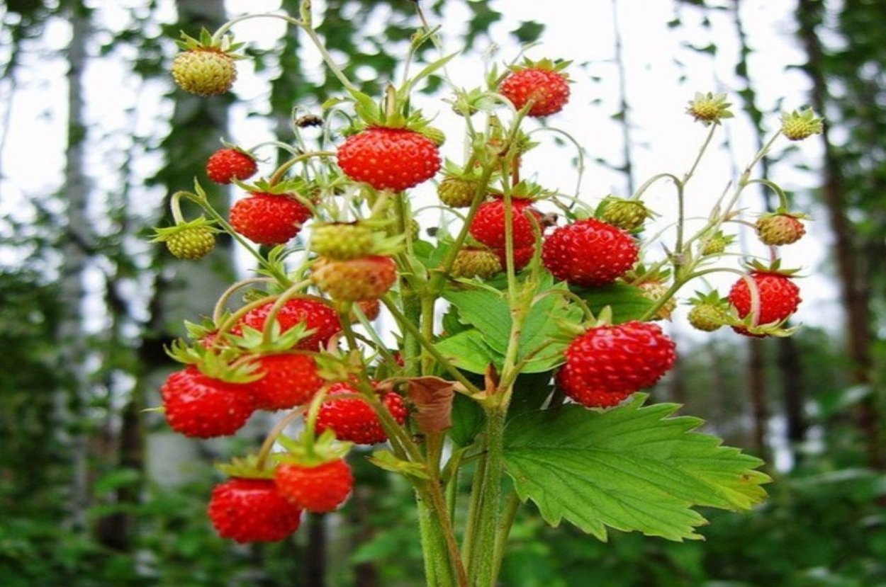 Лесная черника земляника малина