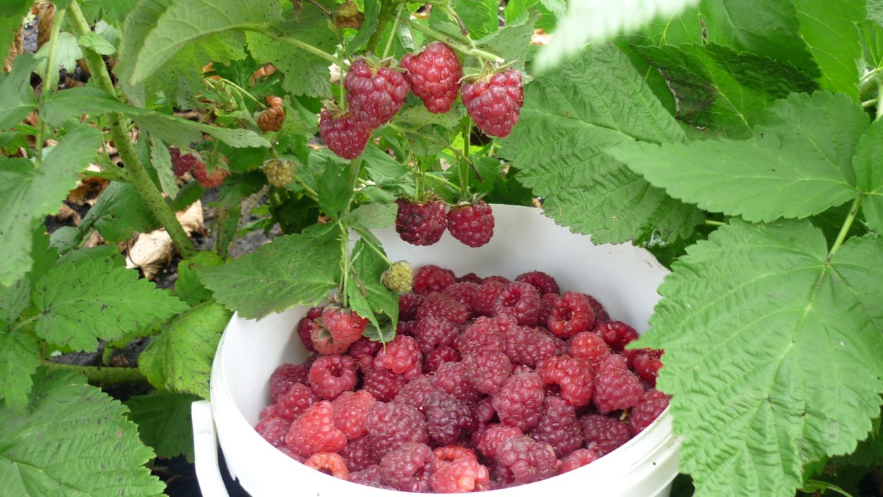 Малина смородина сбор урожая