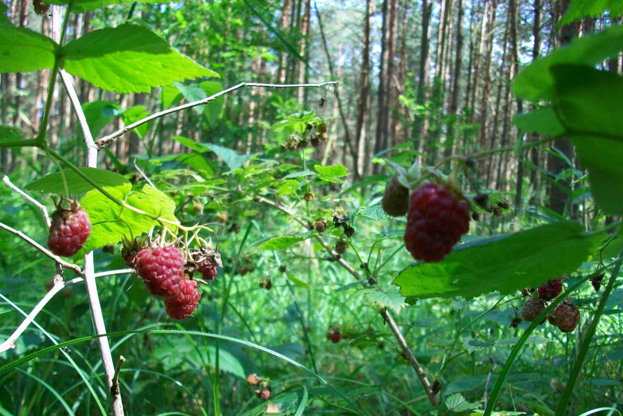 Лесная малина Приморье