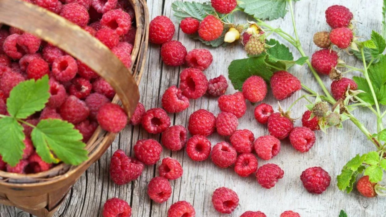 Малина летняя