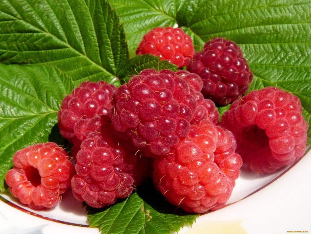 Малина ремонтантная феномен