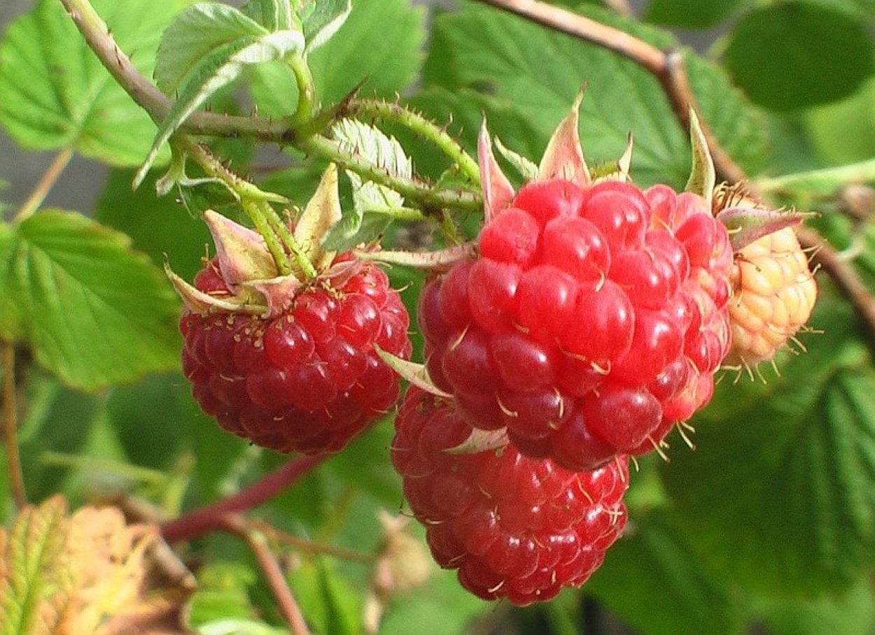 Малина Садовая