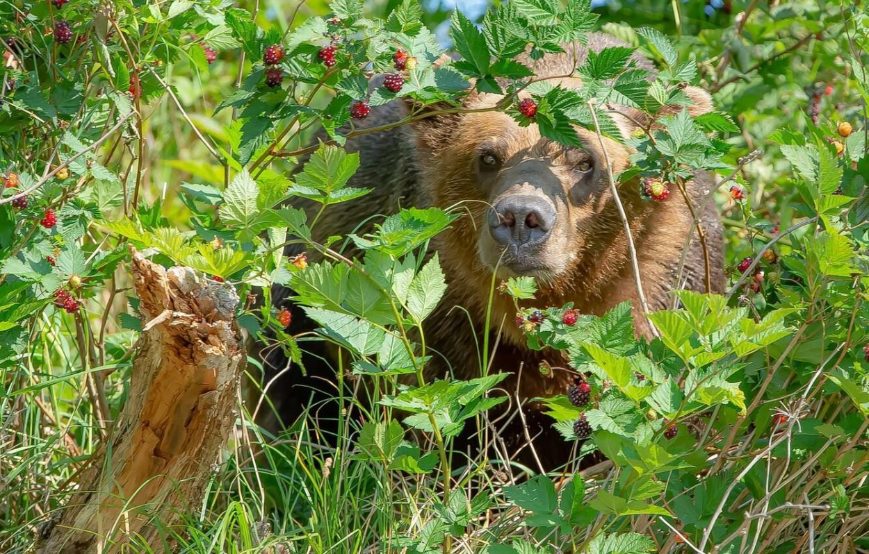 Красивая малина