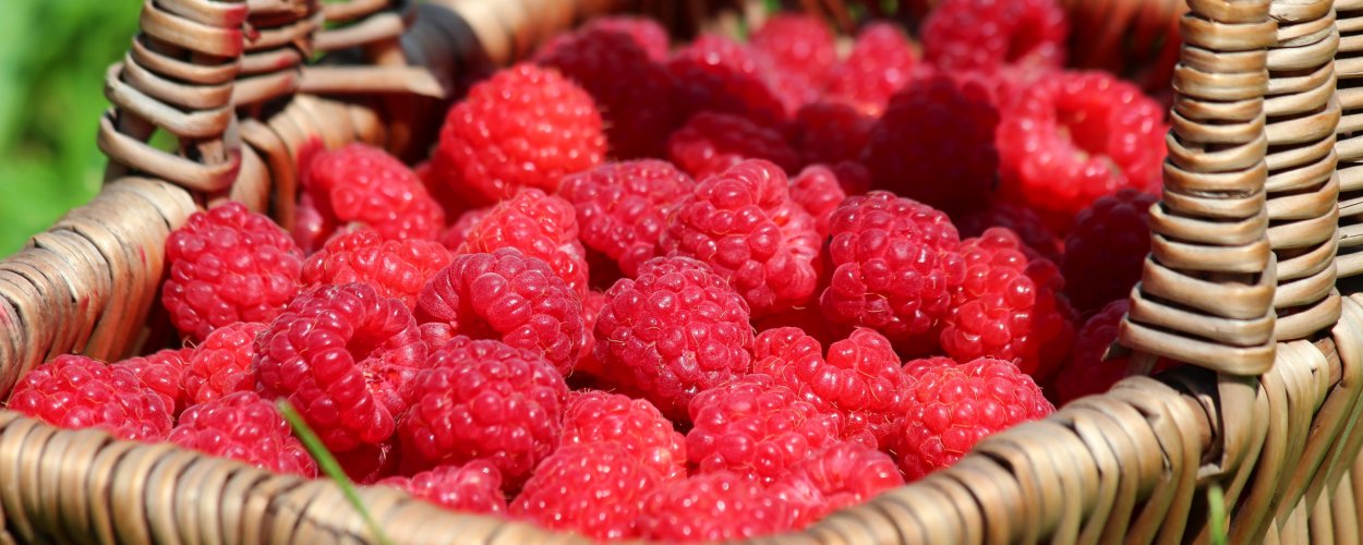 Малина обыкновенная ГФ