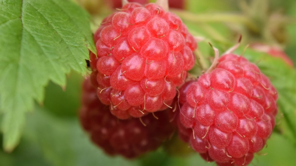 Малина Новокитаевская