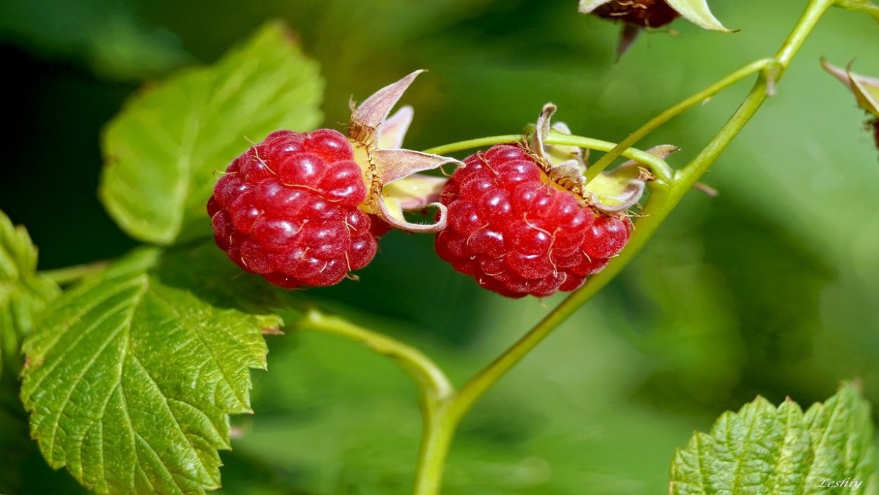 Дикорастущая малина