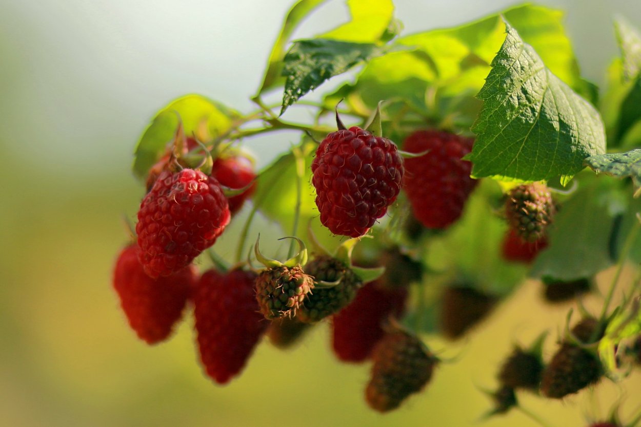 Ягоды малина красная Сморода