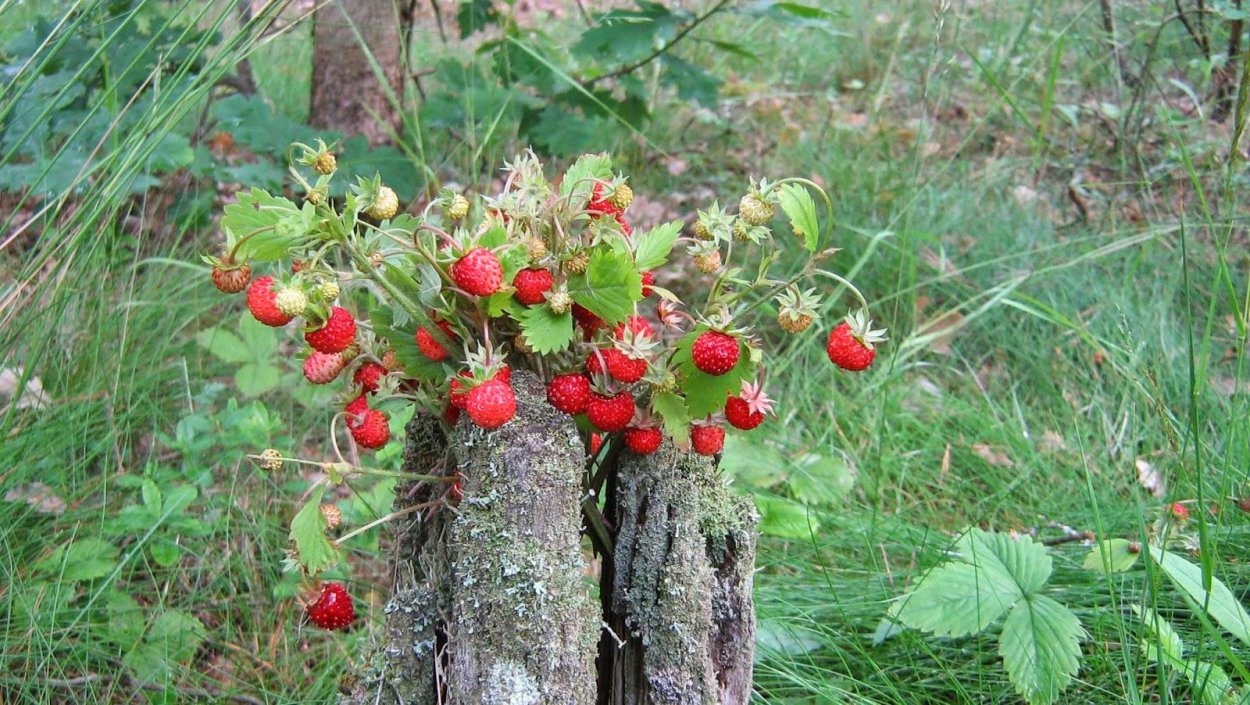 Медведь в малиннике